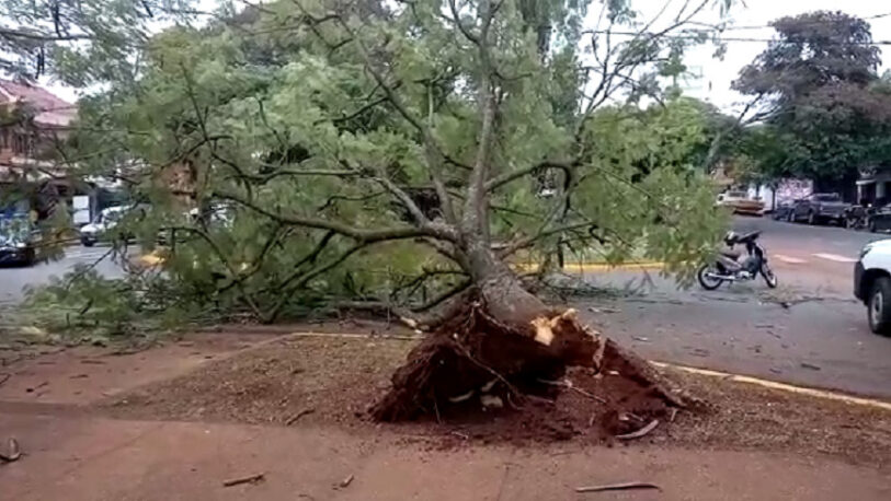 Un árbol añoso cayó sobre una motociclista en el centro de Posadas