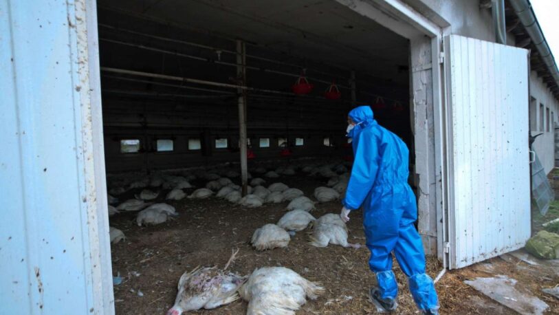 China anunció el primer contagio de gripe aviar en humanos