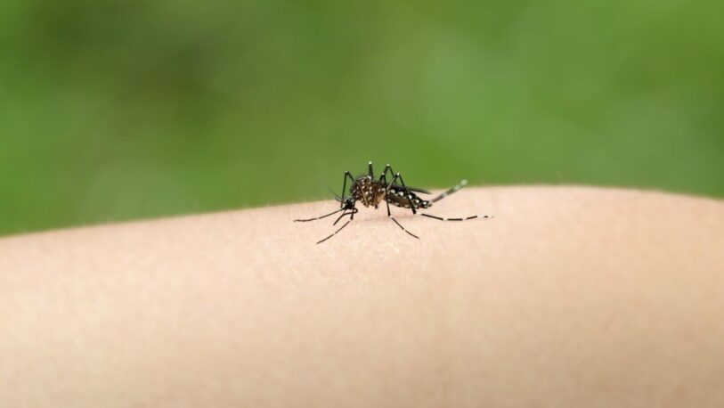 Chikungunya: Cuáles son los síntomas de esta enfermedad que tiene en alerta a Paraguay