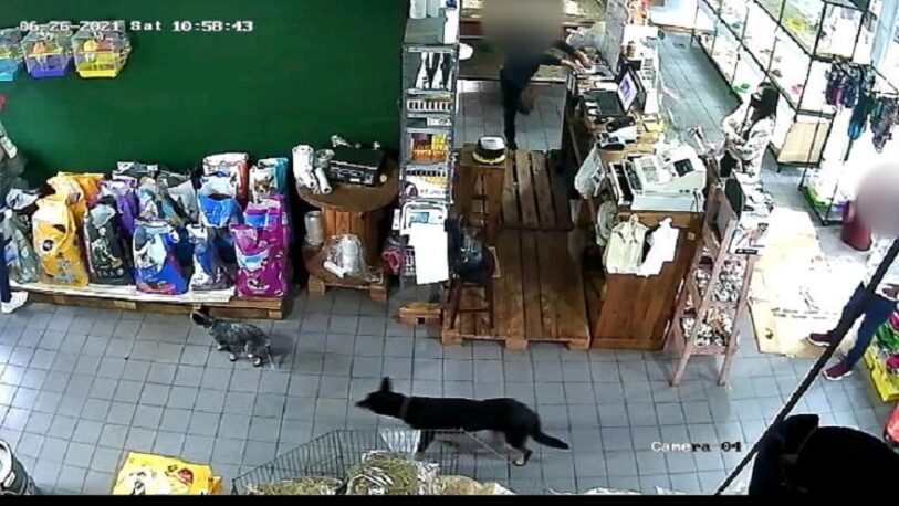 Atraparon a un “mechero” que robó en una veterinaria de Posadas
