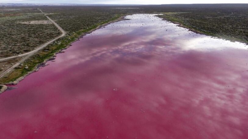 Polémica por una laguna de Trelew que se “tiñó” de rosa por residuos industriales