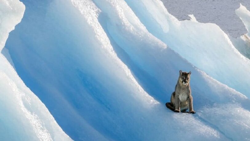 Insólito: Avistan a un puma en un témpano del glaciar sobre el Lago Argentino