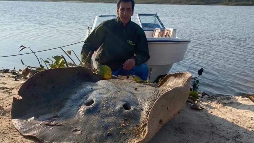 Corrientes: Pescaron una raya gigante y la devolvieron al río