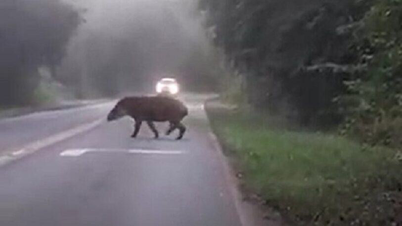 Captaron a un tapir cruzando la ruta en inmediaciones a Cataratas