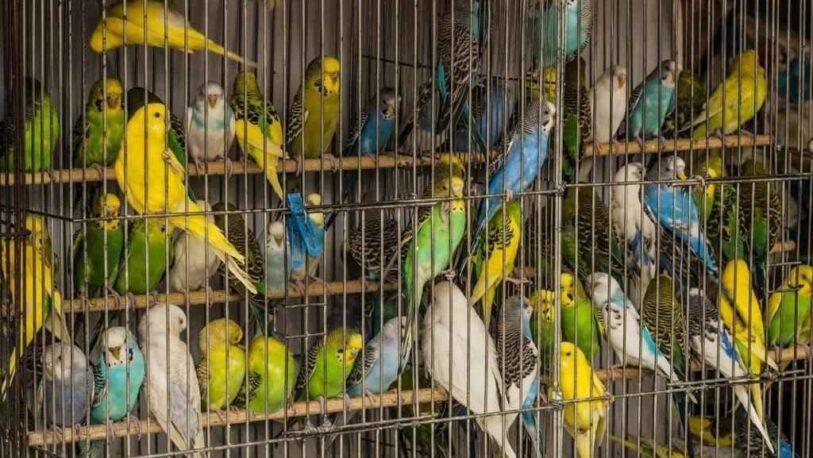 Entre Ríos: hallaron en jaulas 176 ejemplares de aves silvestres autóctonas