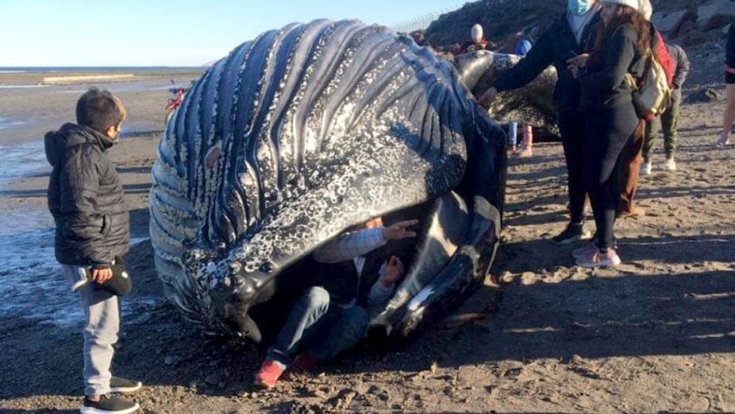 Chubut: una “ballena jorobada” apareció muerta y la gente se sacó selfies
