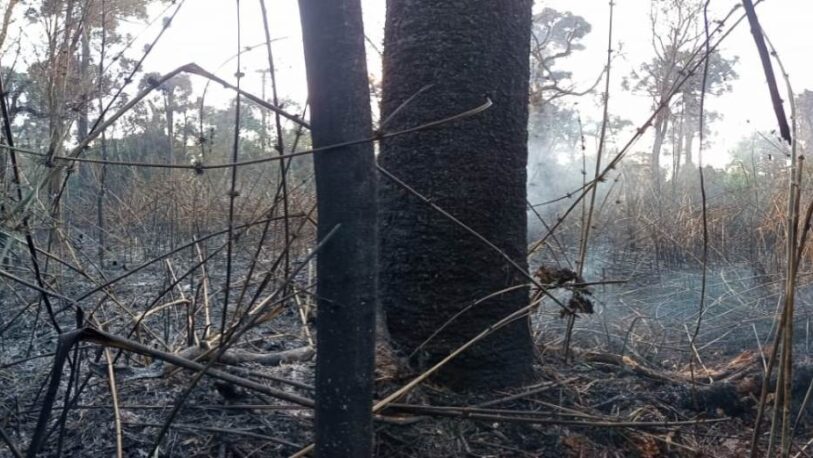 No cesan los incendios forestales: Se quemaron casi 6 hectáreas del Parque Provincial de la Araucaria