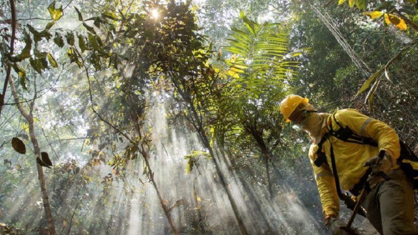 Por primera vez, la Amazonia genera más dióxido de carbono del que absorbe