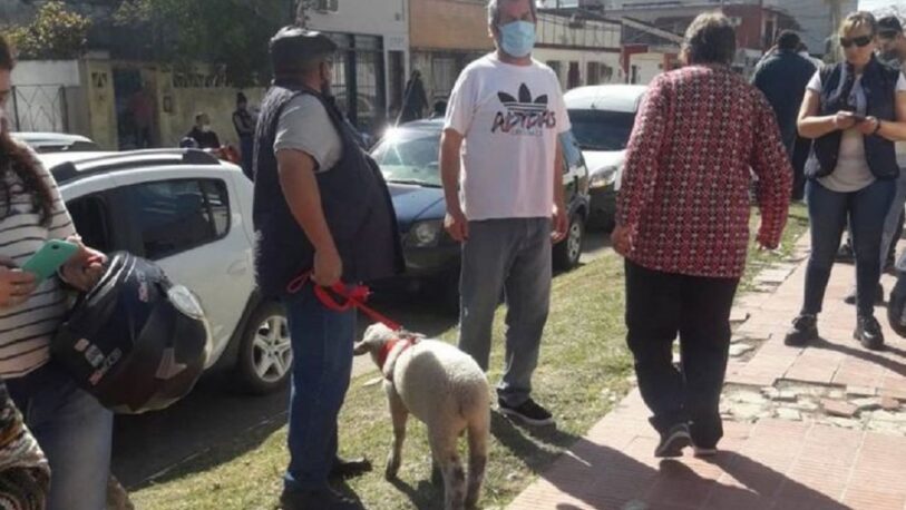 Corrientes: fue a votar acompañado por su oveja