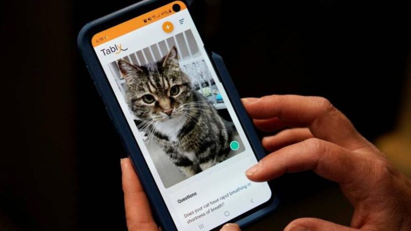 Lanzan una aplicación que permite a los humanos saber si su gato es feliz