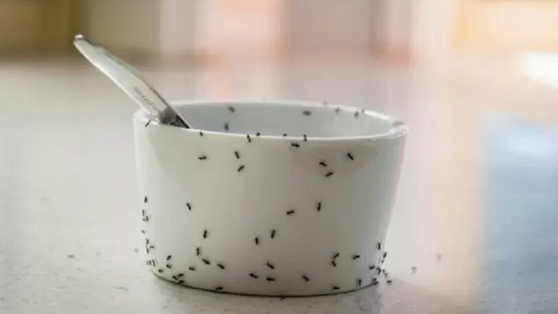 Hormigas en la cocina: Cinco trucos para evitar que invadan