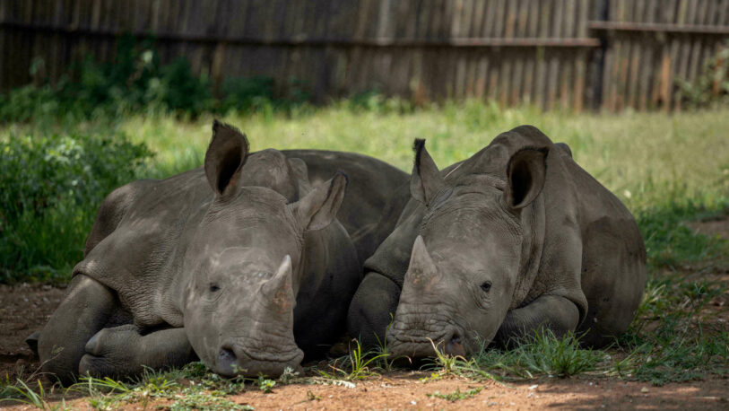 La caza furtiva de rinocerontes aumentó en Sudáfrica