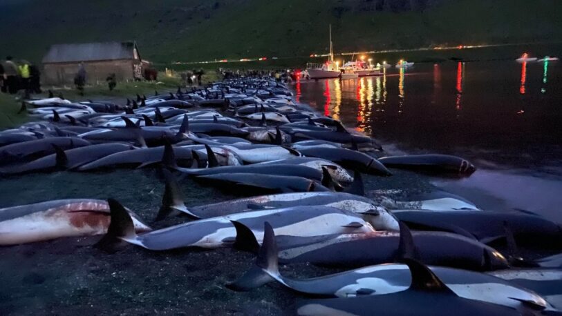 Dramática masacre de más de 1.400 delfines en la caza tradicional en las Islas Feroe