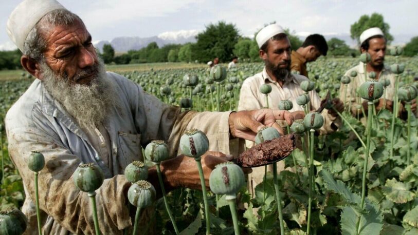 El valor del opio se triplicó en Afganistán