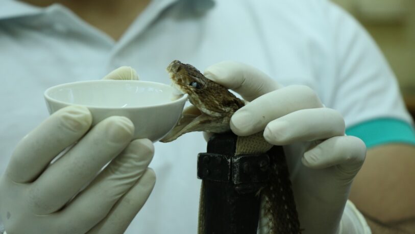 Corrientes: entregan a hospitales sueros antiofídicos desarrollados con veneno de serpientes