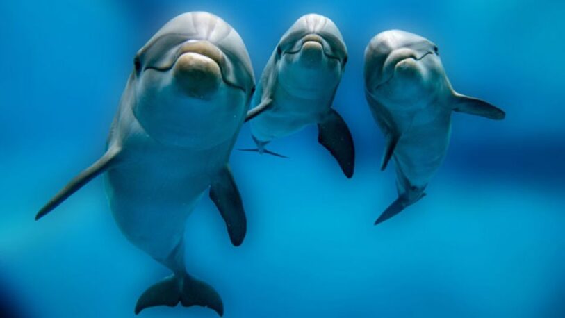 Delfines “agresivos sexualmente” espantan a nadadores en Reino Unido