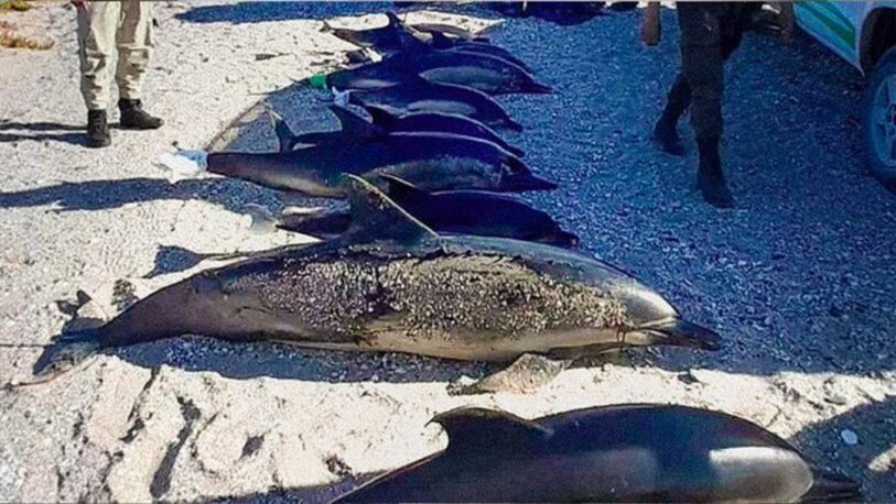 Aparecieron muertos 16 delfines en la costa de Río Negro