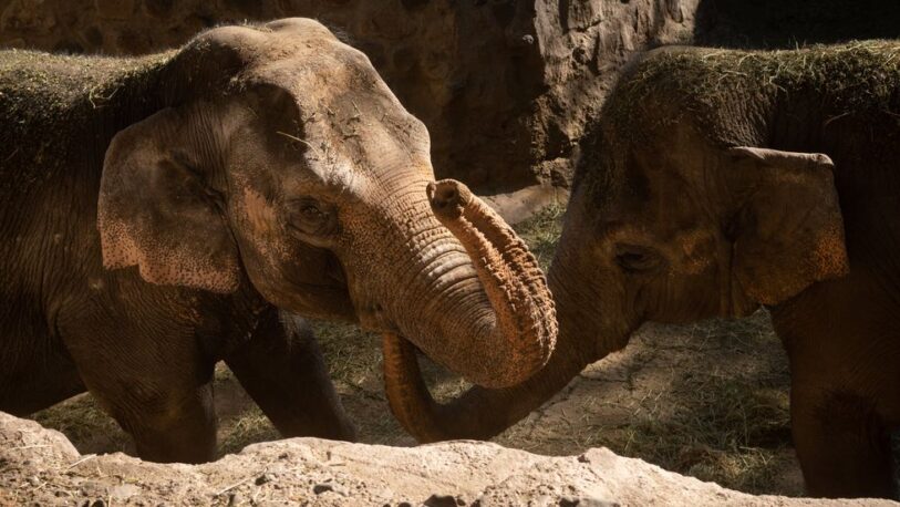 Mendoza: elefantas del Ecoparque serán trasladas a Brasil