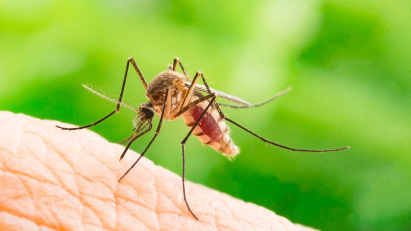 Alerta epidemiológica por el dengue y chikungunya