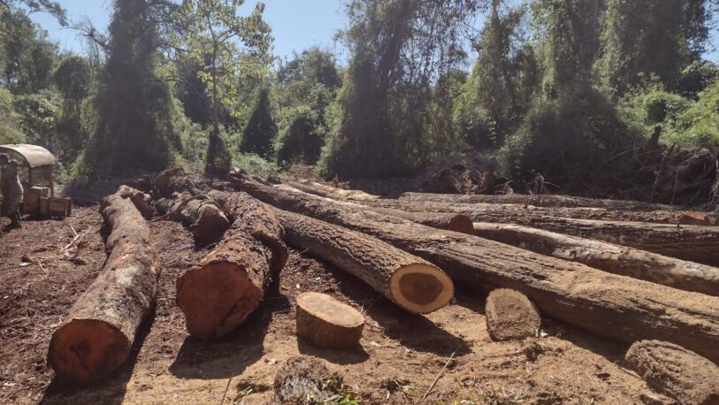 Apeo ilegal: secuestraron máquinas y rollos de maderas nativas