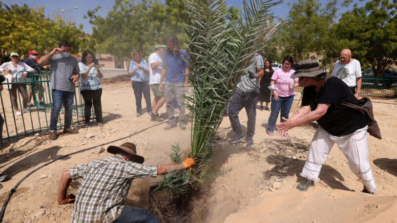 Israel: Plantaron semillas de la época del “Reino de Judá” y este fue el resultado