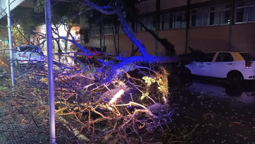 Tormenta: cayó un árbol en pleno centro posadeño