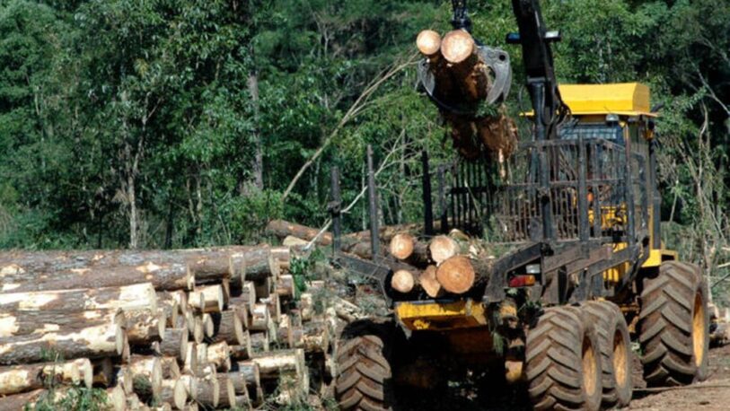 El sector forestal está en busca de nuevos mercados