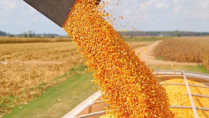 Recortan la estimación de cosecha de maíz en 6 millones de toneladas