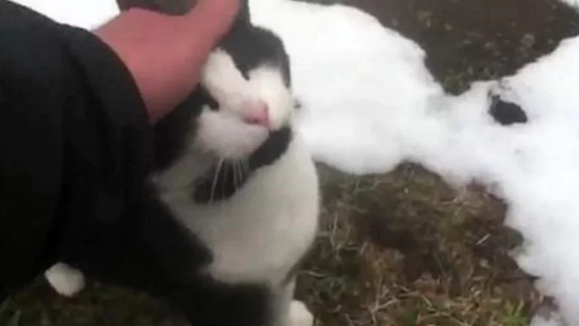 Hungría: un turista se perdió en una montaña y un gato le salvó la vida