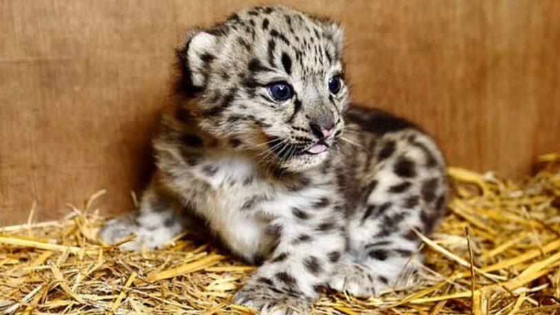 Nació un ejemplar de leopardos de las nieves, una especie en extinción