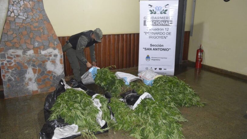 Incautan en 1.200 plantas de marihuana en el Departamento General Manuel Belgrano