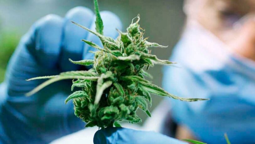 Oficializan proyecto de investigación sobre el cultivo de cannabis para usos médicos