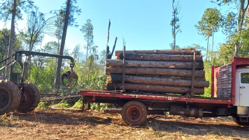Desmontaron ilegalmente un lote de pinos: hay 4 detenidos
