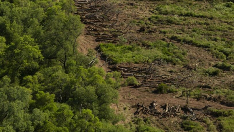 Estados Unidos prometió un aporte de US$ 9 mil millones para preservar los bosques