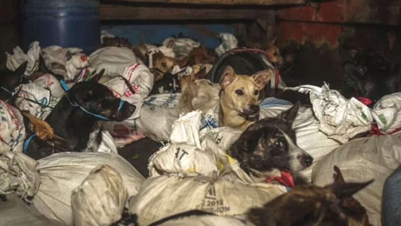 Unos 53 perros fueron rescatados antes de ser sacrificados para vender su carne