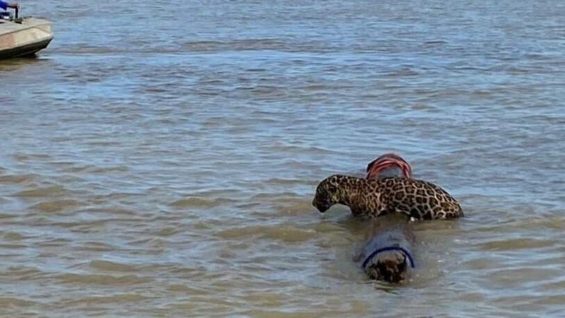 Un jaguar fue rescatado de las aguas del mar Caribe en Colombia