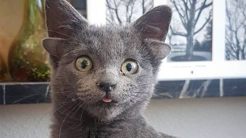 Midas, la gatita con cuatro orejas que se volvió viral