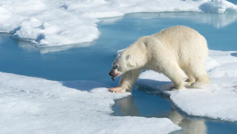 Grabaron por primera vez en la historia a un oso polar cazando un reno