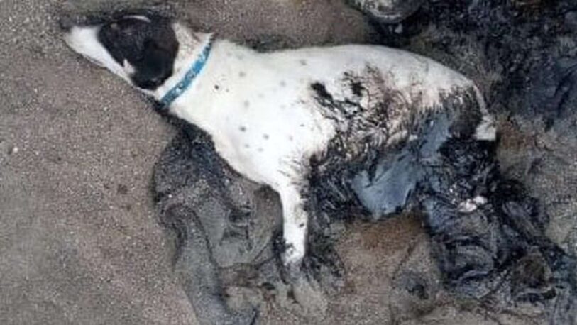 Comodoro Rivadavia: aparecieron perros cubiertos de petróleo
