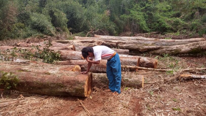 El Gobierno destinará el monto más bajo de los últimos 13 años, a la protección de bosques nativos