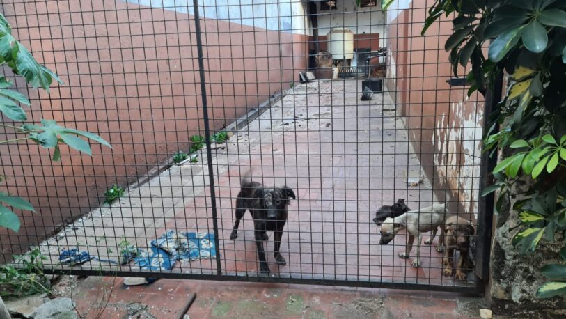 Maltrato animal: allanaron una casa y notificaron judicialmente a los dueños por el mal estado de sus perros