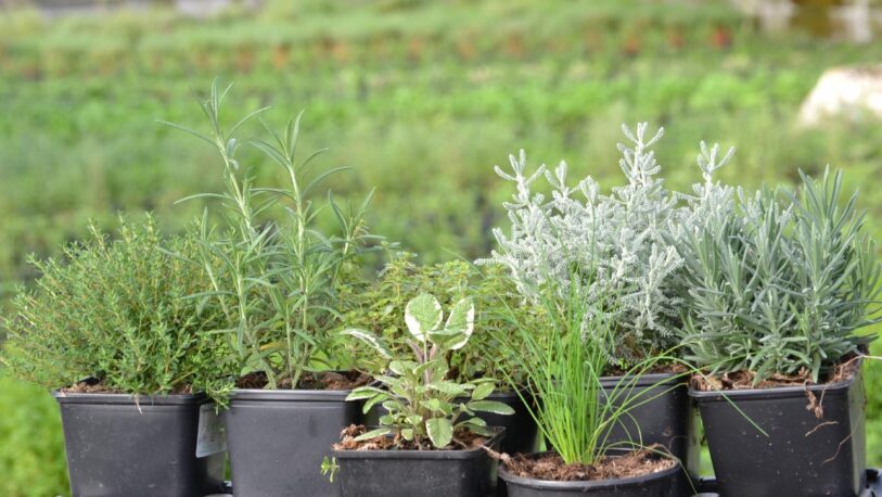 Por qué es fundamental introducir plantas aromáticas a la huerta