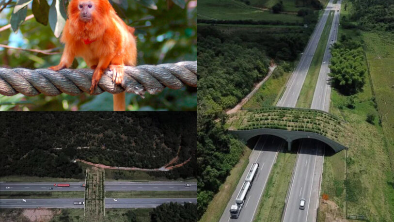 Construyeron un puente para monos sobre una autopista en Río de Janeiro