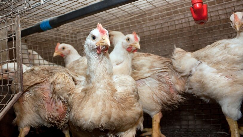 Se detectaron tres nuevos casos de gripe aviar