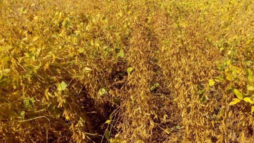 Por la sequía, Paraguay reduce hasta un 40% sus proyecciones para la producción de soja