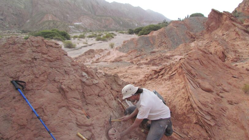 Encuentran en Salta restos del primer abelisáurido fuera de la Patagonia