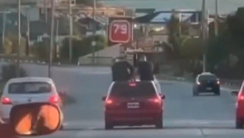 Piden suspender la licencia de conductor que llevó a dos personas sobre el techo de su auto