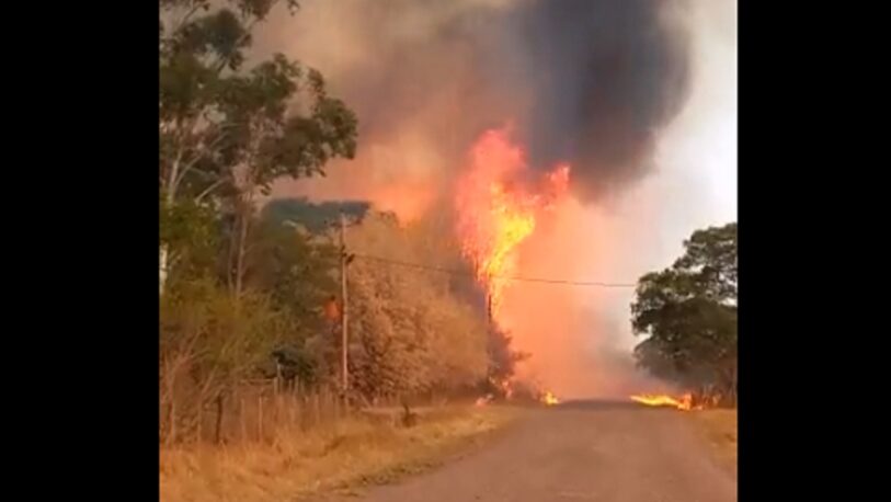 Incendios en Corrientes y Misiones: solicitan al Gobierno nacional la intervención del Ejército