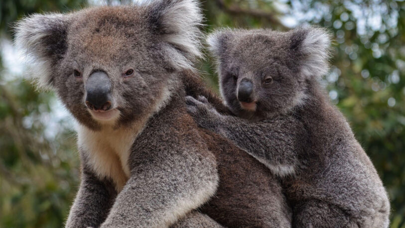 Australia declaró a los koalas especie en riesgo de extinción
