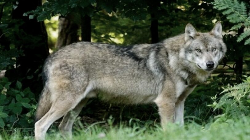 Tras la invasión de jabalíes de 2021, aumenta ahora la presencia de lobos en Roma